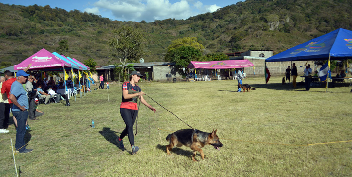 Exitoso campeonato de crianza de perros y exposición canina en Jinotega
