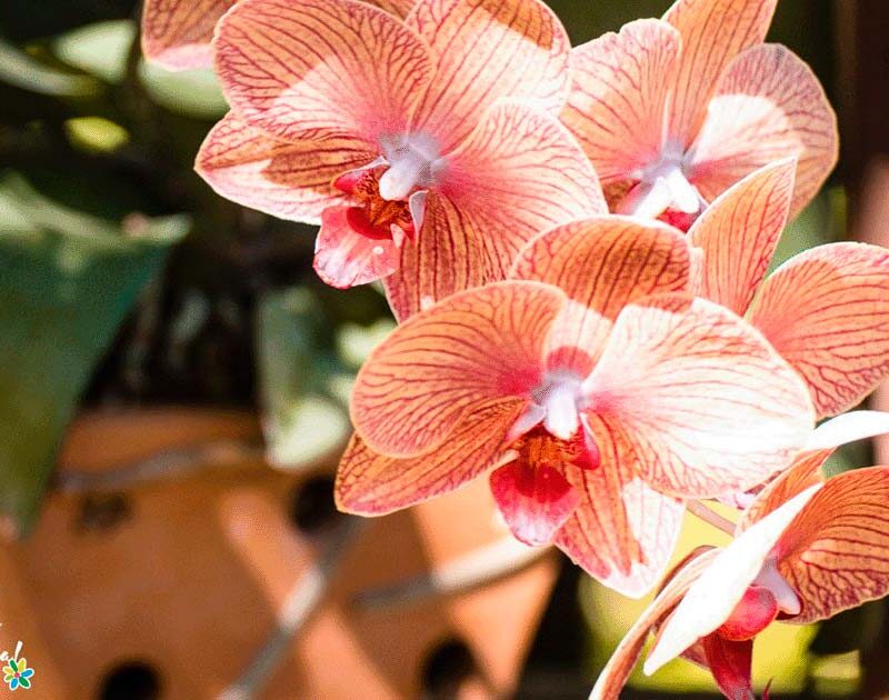 Ruta-de-las-Orquideas