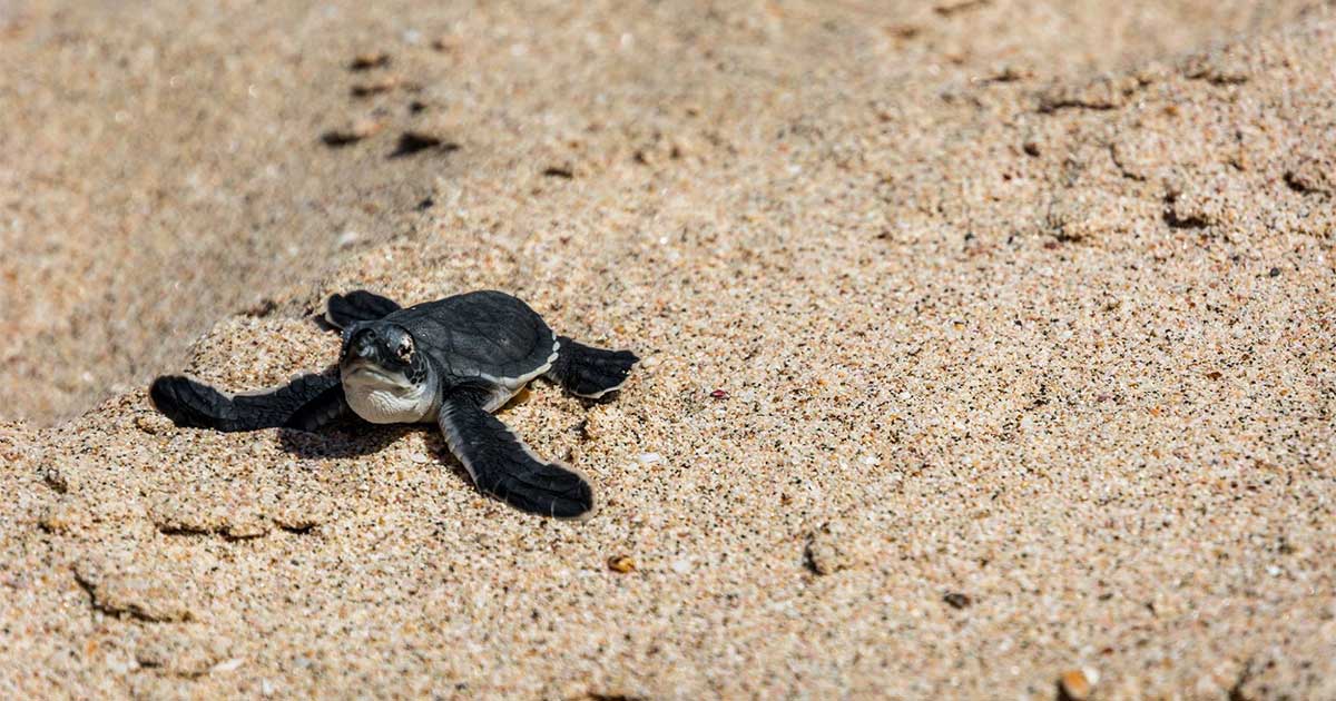 Nicaragua-proteje-la-vida-marina--tortuga