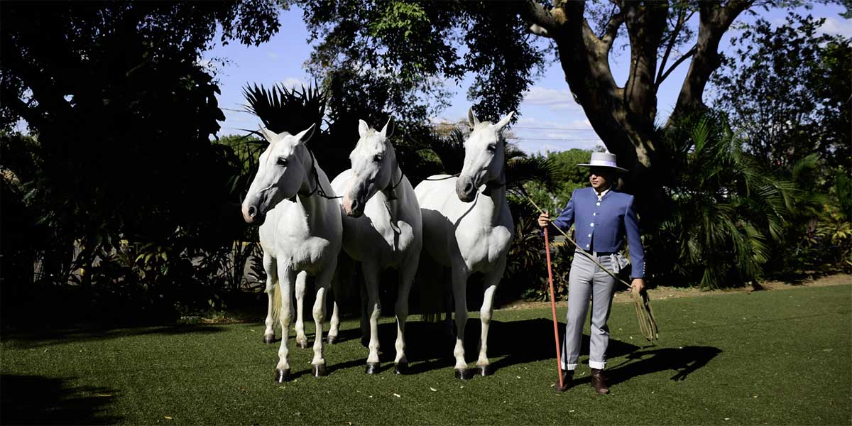 caballos-pura-raza-Nicaragua-